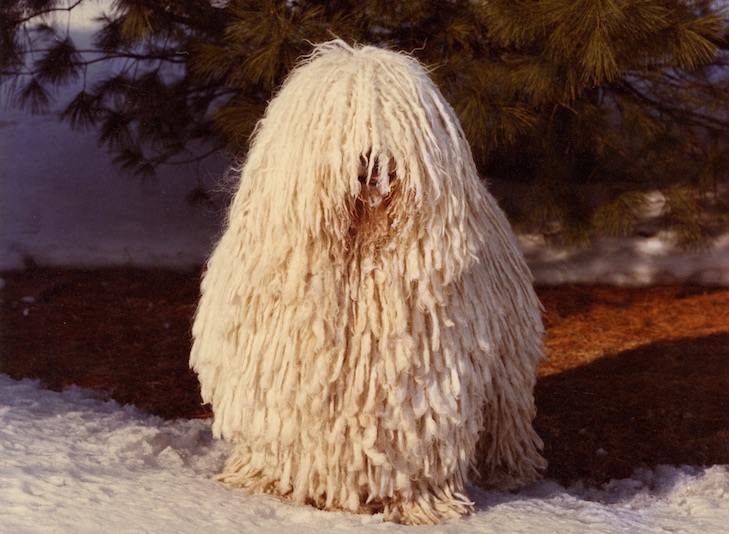 komondor origin