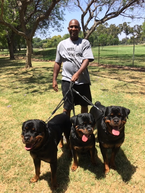 large male rottweiler