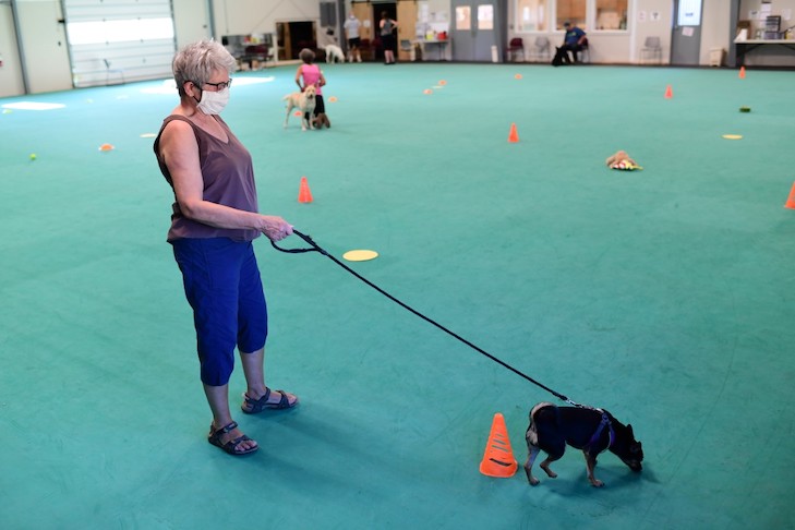 kennel club training