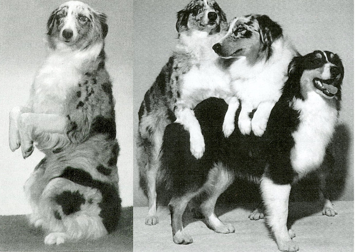 Australian Shepherd History Behind The Breed American Kennel Club