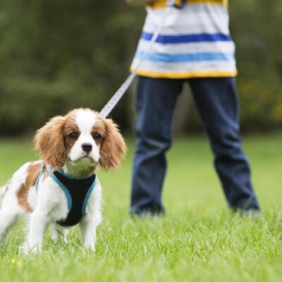 Boy walking a King Charles Cavalier Spaniel in a field.