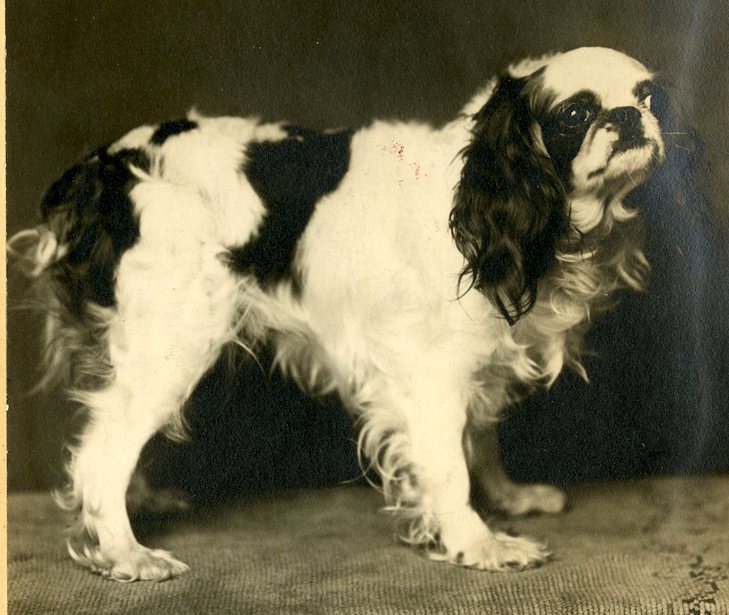 rosebud springer spaniels