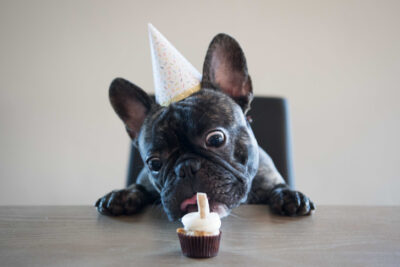 French Bulldog eating its birthday treat at the table.