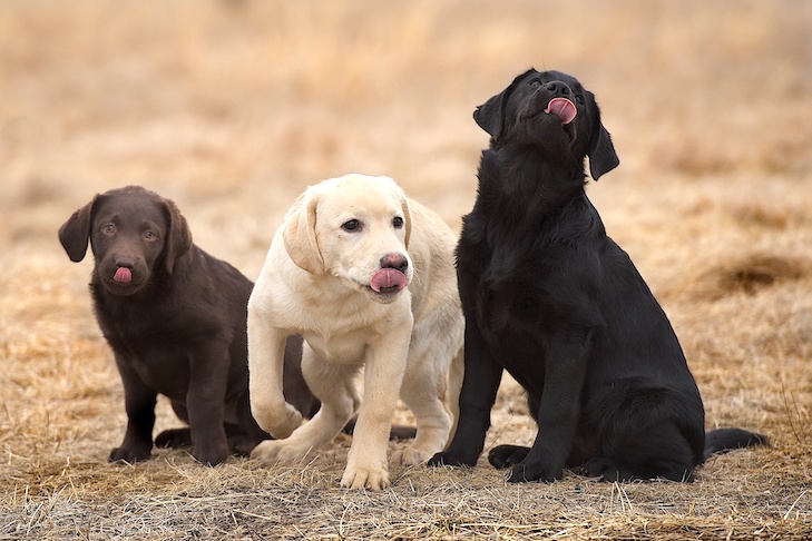 How To Train A Labrador Retriever Puppy Milestone Timeline American 