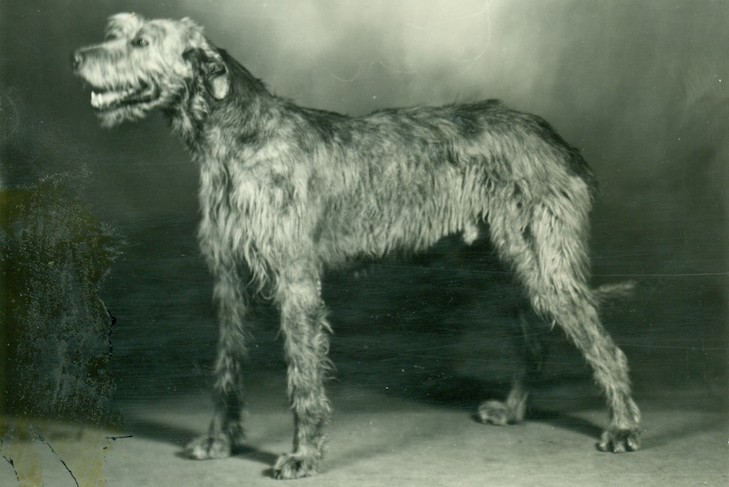 old english wolfhound
