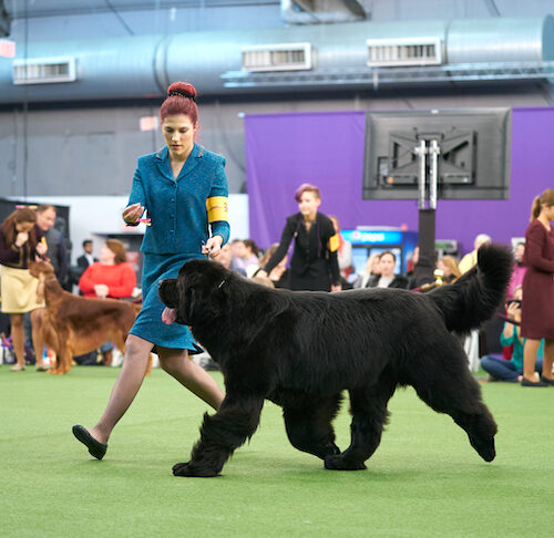 bear n mind newfoundlands