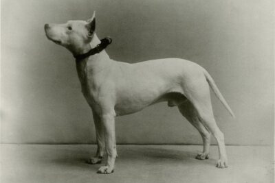 Bull Terrier