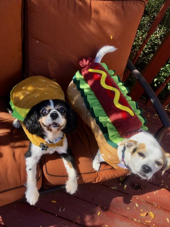 25 Adorable Photos of Dogs in Halloween Costumes