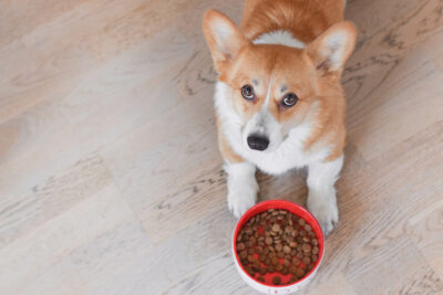 akc food recommendations
