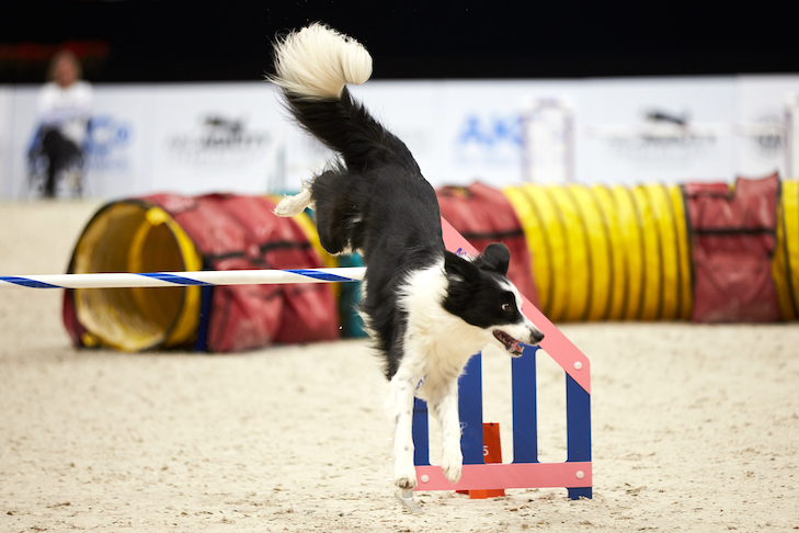 2019 AKC Agility Premier Cup, New York