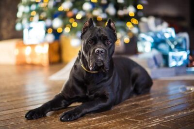 Cane Corso laying down in front of a Christmas tree at home.