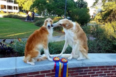 akc breed of the day