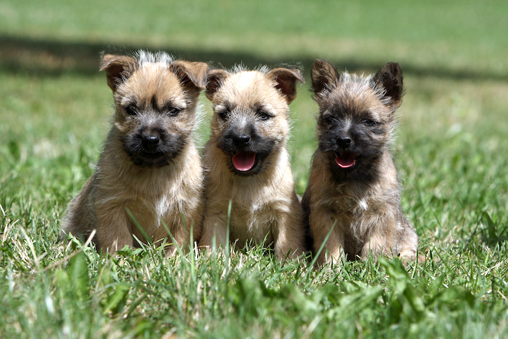 Cairn Terrier puppies