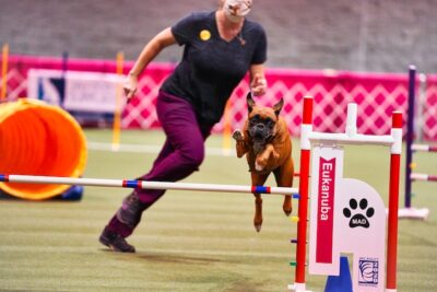 Akc National Championship Presented By Royal Canin American Kennel Club Akc Eukanuba National Championship 2022