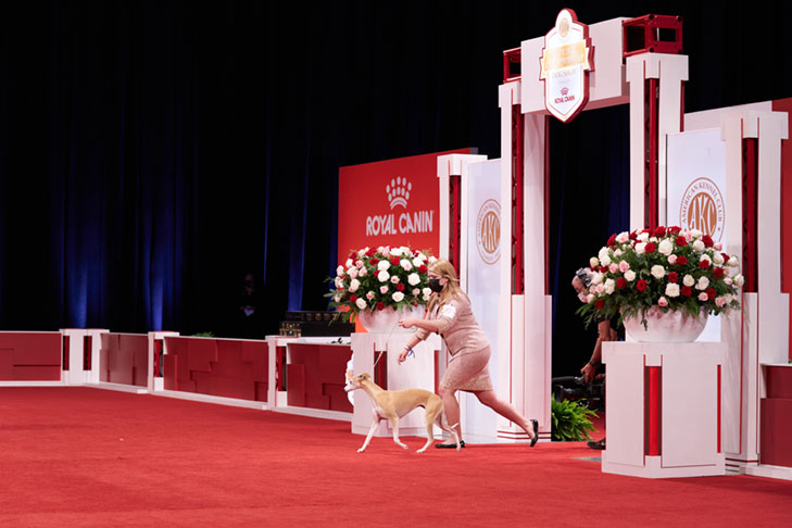 Best of Breed, Hound Group First, and Best in Show: GCHP CH Pinnacle Kentucky Bourbon (Bourbon), Whippet, handled by Cheslie Pickett Smithey; Best in Show lineup at the 2020 AKC National Championship presented by Royal Canin, Orlando, FL.