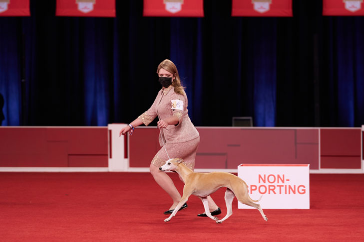 Best of Breed, Hound Group First, and Best in Show: GCHP CH Pinnacle Kentucky Bourbon (Bourbon), Whippet, handled by Cheslie Pickett Smithey; Best in Show lineup at the 2020 AKC National Championship presented by Royal Canin, Orlando, FL.