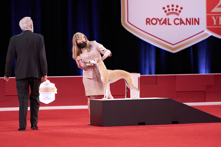 Best of Breed, Hound Group First, and Best in Show: GCHP CH Pinnacle Kentucky Bourbon (Bourbon), Whippet, handled by Cheslie Pickett Smithey; Best in Show lineup at the 2020 AKC National Championship presented by Royal Canin, Orlando, FL.