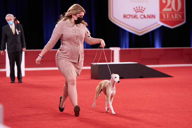 Best of Breed, Hound Group First, and Best in Show: GCHP CH Pinnacle Kentucky Bourbon (Bourbon), Whippet, handled by Cheslie Pickett Smithey; Best in Show lineup at the 2020 AKC National Championship presented by Royal Canin, Orlando, FL.