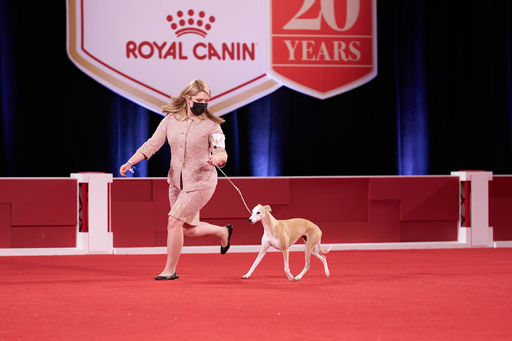 Best of Breed, Hound Group First, and Best in Show: GCHP CH Pinnacle Kentucky Bourbon (Bourbon), Whippet, handled by Cheslie Pickett Smithey; Best in Show lineup at the 2020 AKC National Championship presented by Royal Canin, Orlando, FL.