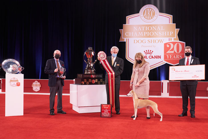 Best in Show: GCHP CH Pinnacle Kentucky Bourbon (Bourbon), Whippet, handled by Cheslie Pickett Smithey; 2020 AKC National Championship presented by Royal Canin, Orlando, FL.