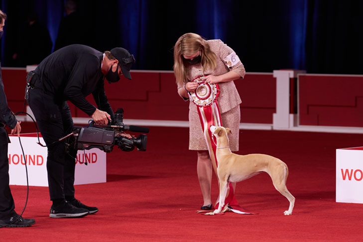 Best in Show: GCHP CH Pinnacle Kentucky Bourbon (Bourbon), Whippet, handled by Cheslie Pickett Smithey; 2020 AKC National Championship presented by Royal Canin, Orlando, FL.