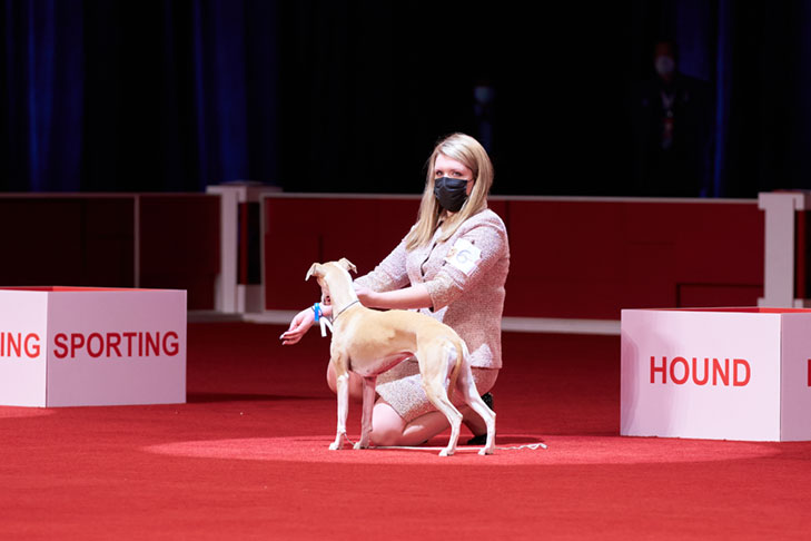 Best of Breed, Hound Group First, and Best in Show: GCHP CH Pinnacle Kentucky Bourbon (Bourbon), Whippet, handled by Cheslie Pickett Smithey; Best in Show lineup at the 2020 AKC National Championship presented by Royal Canin, Orlando, FL.