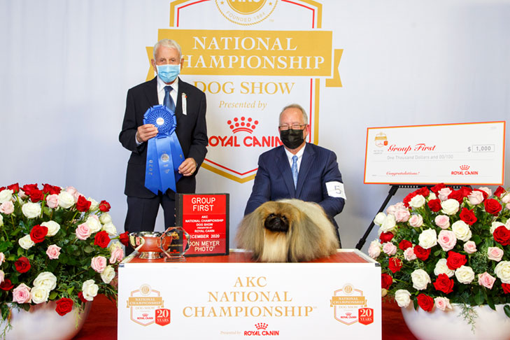 Reserve Best in Show, Best Bred By Exhibitor in Show, Toy Group First, BBE Toy Group First, Best of Breed, and Best Bred By in Breed/Variety: GCHS CH Pequest Wasabi, Pekingese, handled by David Fitzpatrick; 2020 AKC National Championship presented by Royal Canin, Orlando, FL.