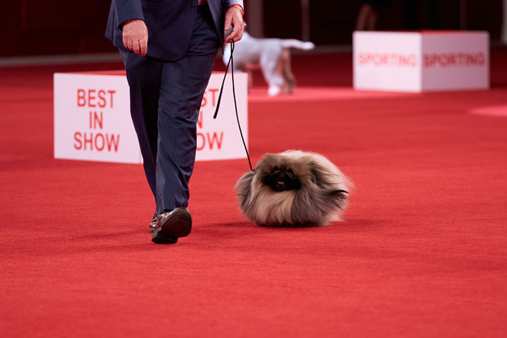 Reserve Best in Show, Best Bred By Exhibitor in Show, Toy Group First, BBE Toy Group First, Best of Breed, and Best Bred By in Breed/Variety: GCHS CH Pequest Wasabi, Pekingese, handled by David Fitzpatrick; Best in Show lineup at the 2020 AKC National Championship presented by Royal Canin, Orlando, FL.