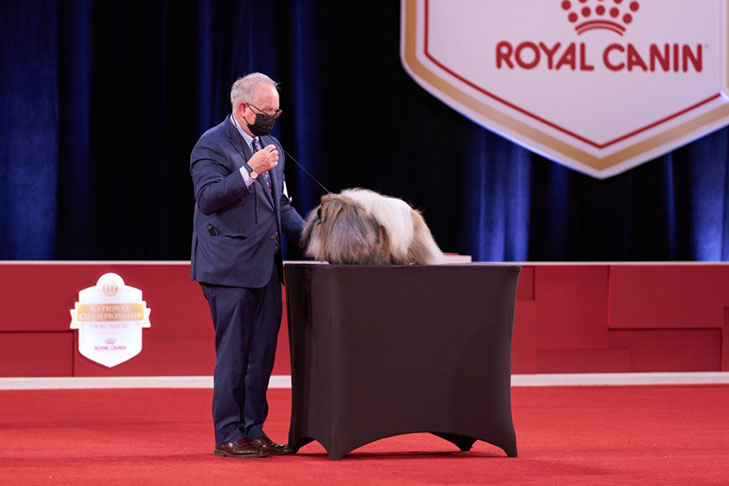 Reserve Best in Show, Best Bred By Exhibitor in Show, Toy Group First, BBE Toy Group First, Best of Breed, and Best Bred By in Breed/Variety: GCHS CH Pequest Wasabi, Pekingese, handled by David Fitzpatrick; Best in Show lineup at the 2020 AKC National Championship presented by Royal Canin, Orlando, FL.