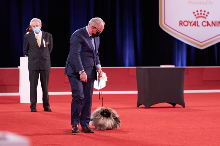 Reserve Best in Show, Best Bred By Exhibitor in Show, Toy Group First, BBE Toy Group First, Best of Breed, and Best Bred By in Breed/Variety: GCHS CH Pequest Wasabi, Pekingese, handled by David Fitzpatrick; Best in Show lineup at the 2020 AKC National Championship presented by Royal Canin, Orlando, FL.