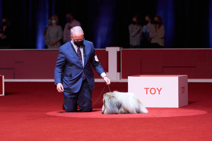 Reserve Best in Show, Best Bred By Exhibitor in Show, Toy Group First, BBE Toy Group First, Best of Breed, and Best Bred By in Breed/Variety: GCHS CH Pequest Wasabi, Pekingese, handled by David Fitzpatrick; Best in Show lineup at the 2020 AKC National Championship presented by Royal Canin, Orlando, FL.