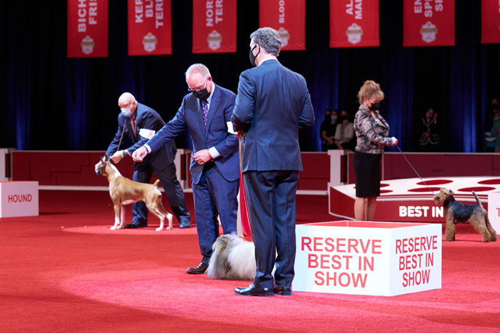 Reserve Best in Show, Best Bred By Exhibitor in Show, Toy Group First, BBE Toy Group First, Best of Breed, and Best Bred By in Breed/Variety: GCHS CH Pequest Wasabi, Pekingese, handled by David Fitzpatrick; Best in Show lineup at the 2020 AKC National Championship presented by Royal Canin, Orlando, FL.