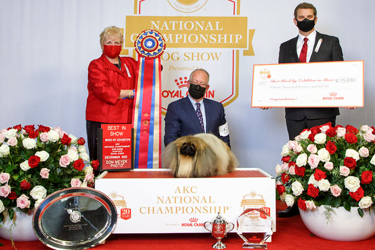 Best Bred By Exhibitor in Show: GCHS CH Pequest Wasabi, Pekingese, bred and handled by David Fitzpatrick; 2020 AKC National Championship presented by Royal Canin, Orlando, FL.