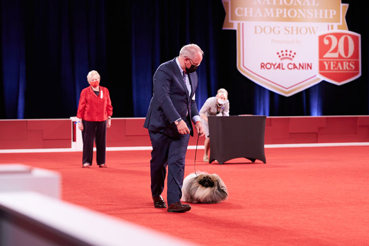 Reserve Best in Show, Best Bred By Exhibitor in Show, Toy Group First, BBE Toy Group First, Best of Breed, Best Bred By in Breed/Variety: GCHS CH Pequest Wasabi, Pekingese, bred by and handled by David Fitzpatrick; Best Bred By Exhibitor in Show lineup at the 2020 AKC National Championship presented by Royal Canin, Orlando, FL.