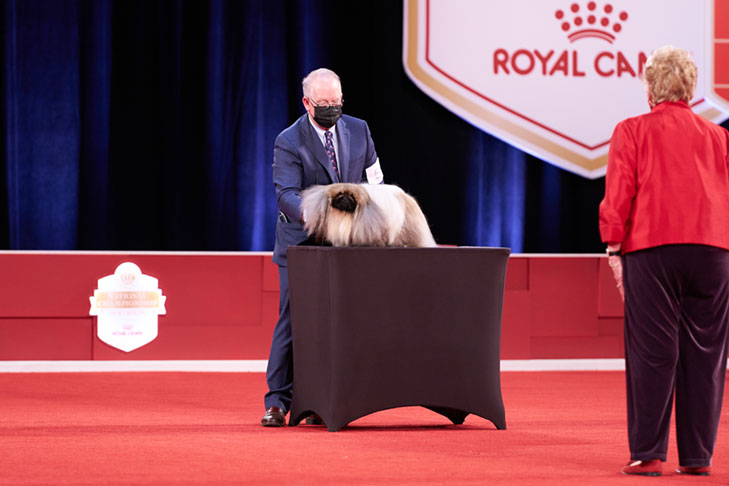 Reserve Best in Show, Best Bred By Exhibitor in Show, Toy Group First, BBE Toy Group First, Best of Breed, Best Bred By in Breed/Variety: GCHS CH Pequest Wasabi, Pekingese, bred by and handled by David Fitzpatrick; Best Bred By Exhibitor in Show lineup at the 2020 AKC National Championship presented by Royal Canin, Orlando, FL.