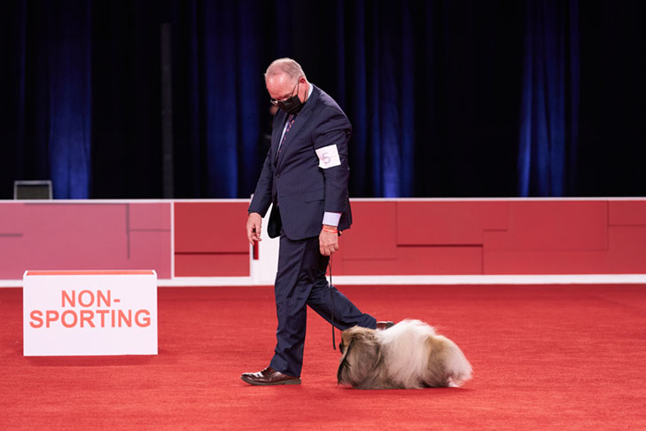 Reserve Best in Show, Best Bred By Exhibitor in Show, Toy Group First, BBE Toy Group First, Best of Breed, Best Bred By in Breed/Variety: GCHS CH Pequest Wasabi, Pekingese, bred by and handled by David Fitzpatrick; Best Bred By Exhibitor in Show lineup at the 2020 AKC National Championship presented by Royal Canin, Orlando, FL.