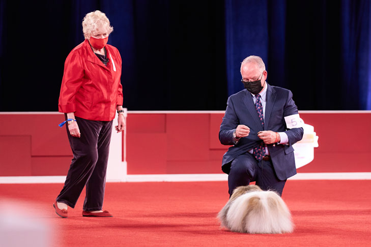 Reserve Best in Show, Best Bred By Exhibitor in Show, Toy Group First, BBE Toy Group First, Best of Breed, Best Bred By in Breed/Variety: GCHS CH Pequest Wasabi, Pekingese, bred by and handled by David Fitzpatrick; Best Bred By Exhibitor in Show lineup at the 2020 AKC National Championship presented by Royal Canin, Orlando, FL.