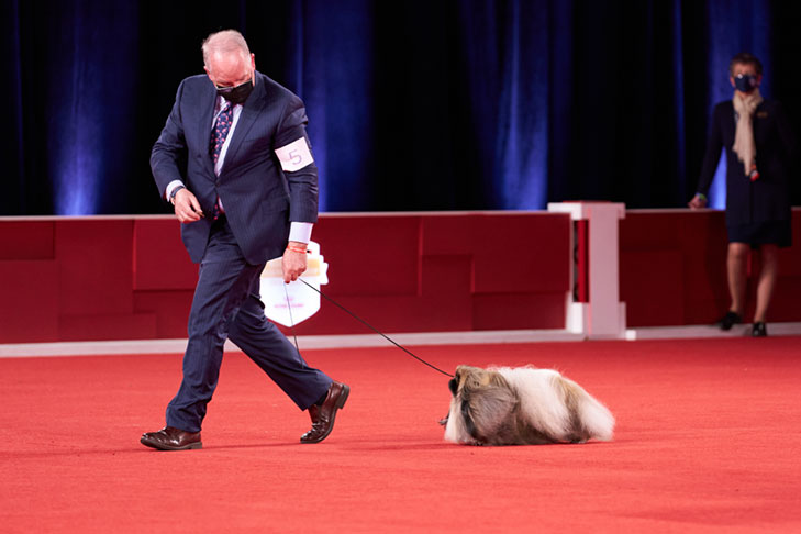 Reserve Best in Show, Best Bred By Exhibitor in Show, Toy Group First, BBE Toy Group First, Best of Breed, Best Bred By in Breed/Variety: GCHS CH Pequest Wasabi, Pekingese, bred by and handled by David Fitzpatrick; Best Bred By Exhibitor in Show lineup at the 2020 AKC National Championship presented by Royal Canin, Orlando, FL.