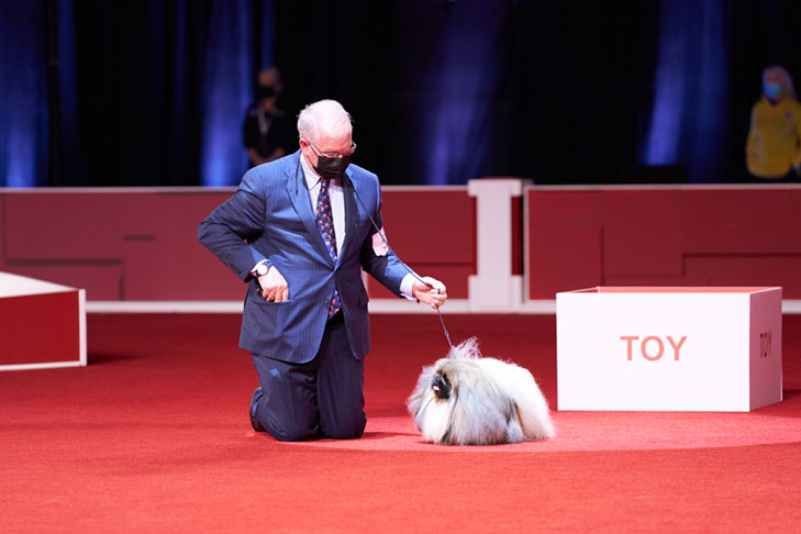 Reserve Best in Show, Best Bred By Exhibitor in Show, Toy Group First, BBE Toy Group First, Best of Breed, Best Bred By in Breed/Variety: GCHS CH Pequest Wasabi, Pekingese, bred by and handled by David Fitzpatrick; Best Bred By Exhibitor in Show lineup at the 2020 AKC National Championship presented by Royal Canin, Orlando, FL.