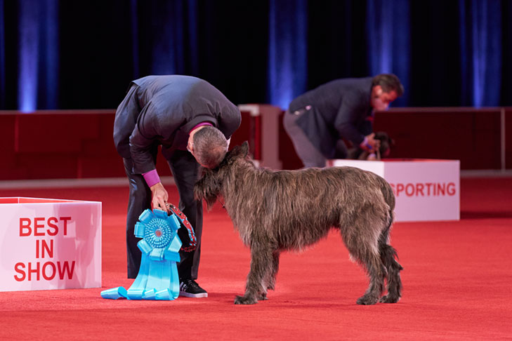 Best Owner-Handled in Show, Owner-Handled Group First, and Owner-Handled Best of Breed: GCH CH Eclipse Hive Talkin' (Beegee), Berger Picard, co-owned and handled by Mike Beadle; 2020 National Owner-Handled Series Finals, Orlando, FL.