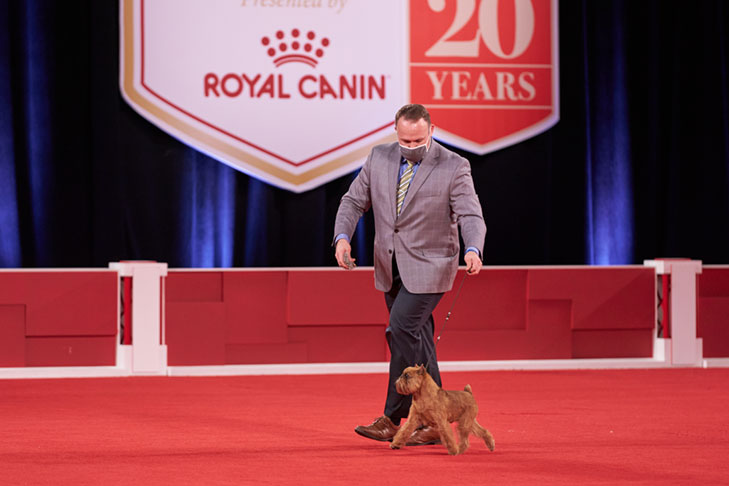 Reserve Best Owner-Handled in Show, Owner-Handled Group First, and Owner-Handled Best of Breed: GCH CH Norkus' Looking For Trouble, Brussels Griffon; 2020 National Owner-Handled Series Finals, Orlando, FL.