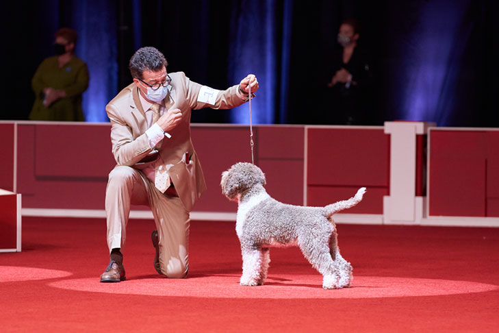 Sporting Group First and Best of Breed: CH Kan Trace Very Cheeky Chic, Lagotto Romagnolo; Sporting Group lineup at the 2020 AKC National Championship presented by Royal Canin, Orlando, FL.