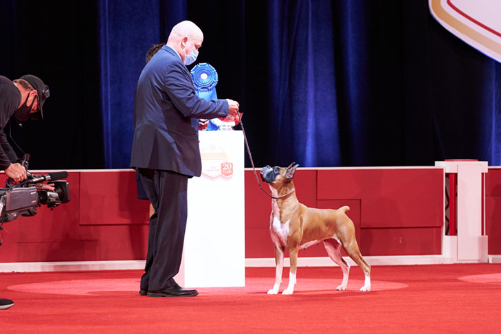 Working Group First and Best of Breed: GCHP2 CH Cinnibon's Bedrock Bombshell (Wilma), Boxer; Working Group lineup at the 2020 AKC National Championship presented by Royal Canin, Orlando, FL.