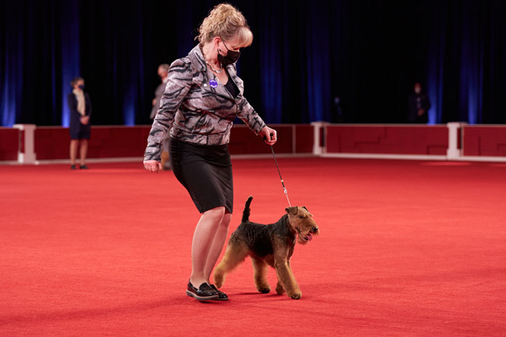 Terrier Group First and Best of Breed: GCHG CH Brightluck Money Talks, Welsh Terrier; Terrier Group lineup at the 2020 AKC National Championship presented by Royal Canin, Orlando, FL.