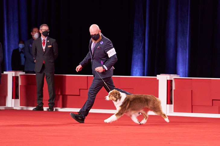 Herding Group First and Best of Breed: GCHS CH Stonehaven Bayshore Secret Sauce, Australian Shepherd; Herding Group lineup at the 2020 AKC National Championship presented by Royal Canin, Orlando, FL.