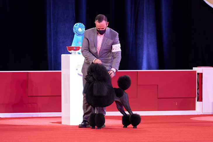 Non-Sporting Group First and Best of Breed: CHB CH Hightide Tarquin Venus, Standard Poodle; Non-Sporting Group lineup at the 2020 AKC National Championship presented by Royal Canin, Orlando, FL.