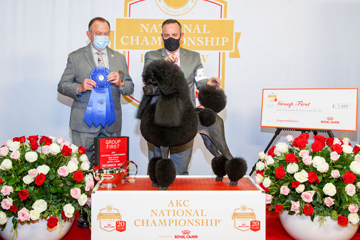 Non-Sporting Group First and Best of Breed: CHB CH Hightide Tarquin Venus, Standard Poodle; 2020 AKC National Championship presented by Royal Canin, Orlando, FL.