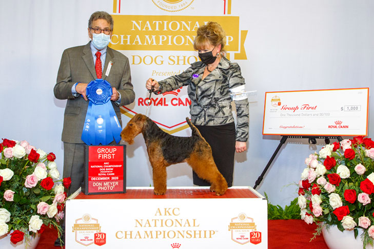 Terrier Group First and Best of Breed: GCHG CH Brightluck Money Talks, Welsh Terrier; 2020 AKC National Championship presented by Royal Canin, Orlando, FL.