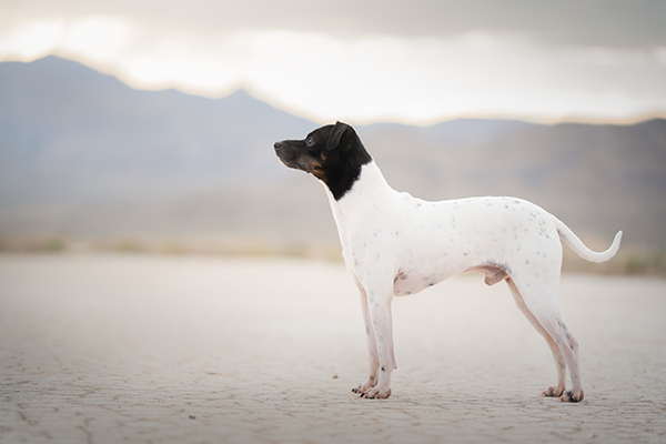 Dog Breeds That Start with J - American Kennel Club