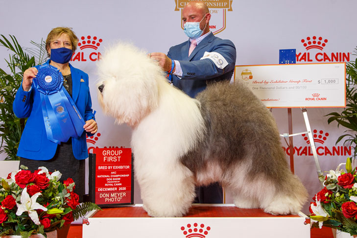 Herding Group Third, BBE Herding Group First, Best of Breed, and Best Bred By in Breed/Variety: GCH CH Bugaboo's Courage Of Conviction, Old English Sheepdog; 2020 AKC National Championship presented by Royal Canin, Orlando, FL.